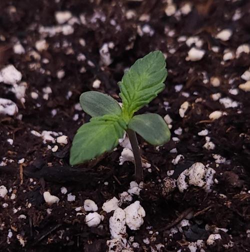 Night Owl LSO/Organics !. Week 1 - Instant Classik (Day 2)