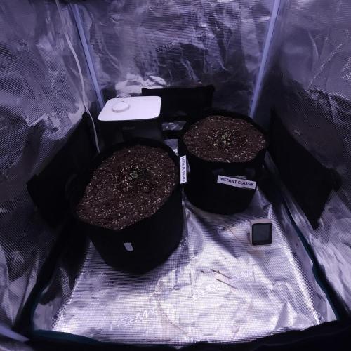 Night Owl LSO/Organics !. Week 1 - 05/02/26