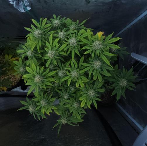 Butterbean Birdseed - Fast Flowering LSO. Week 13 - UBC Chemo (Day 97)
