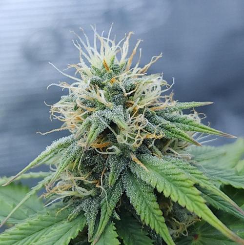 Butterbean Birdseed - Fast Flowering LSO. Week 13 - UBC Chemo (Day 97)