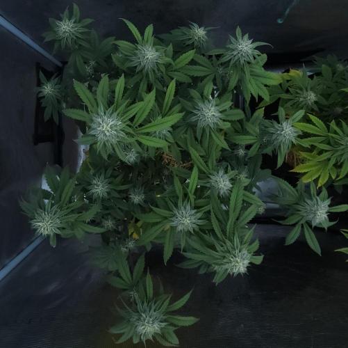 Butterbean Birdseed - Fast Flowering LSO. Week 13 - Faster Master (Day 88)