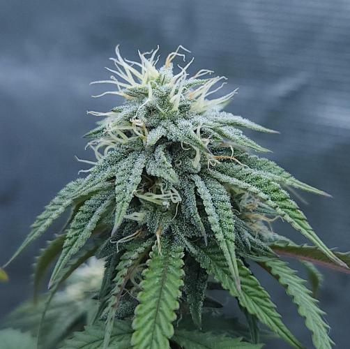 Butterbean Birdseed - Fast Flowering LSO. Week 13 - Faster Master (Day 88)