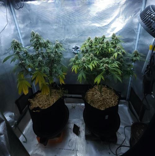 Butterbean Birdseed - Fast Flowering LSO. Week 13 - 05/02/26
