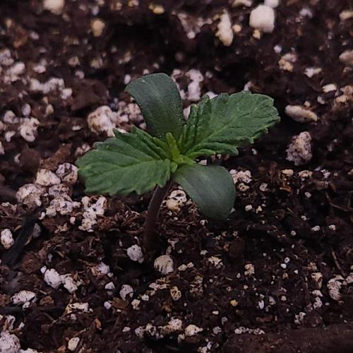 Night Owl LSO/Organics !. Week 1 - Chem 'N' Kush (Day 3)