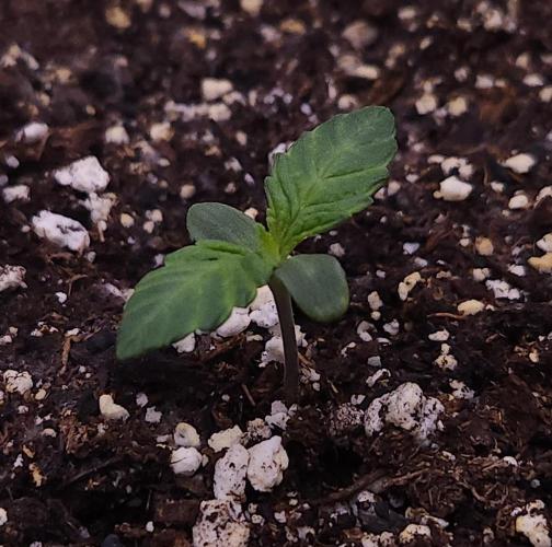 Night Owl LSO/Organics !. Week 1 - Instant Classik (Day 3)