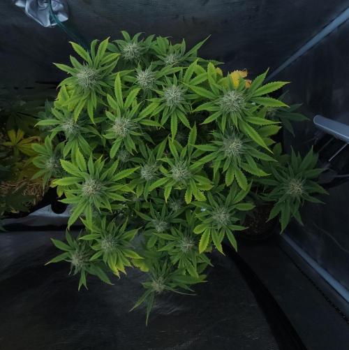 Butterbean Birdseed - Fast Flowering LSO. Week 13 - UBC Chemo (Day 98)