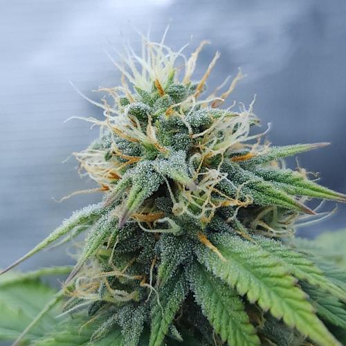 Butterbean Birdseed - Fast Flowering LSO. Week 13 - UBC Chemo (Day 98)