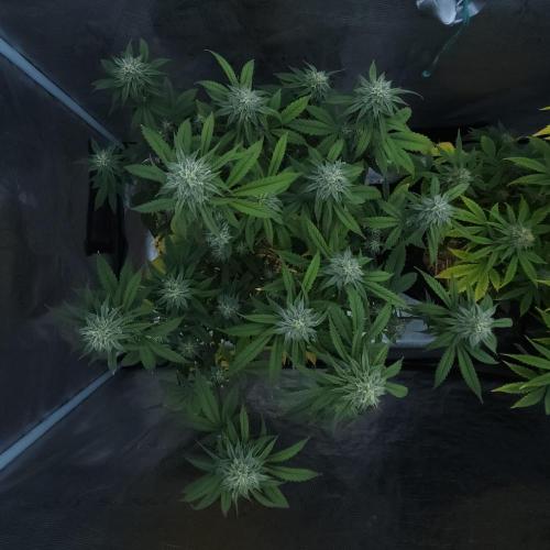 Butterbean Birdseed - Fast Flowering LSO. Week 13 - Faster Master (Day 89)