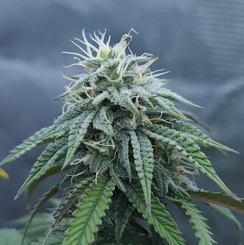 Butterbean Birdseed - Fast Flowering LSO. Week 13 - Faster Master (Day 89)