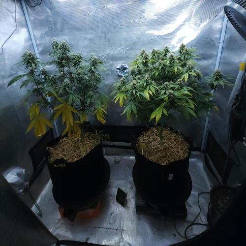 Butterbean Birdseed - Fast Flowering LSO. Week 13 - 05/03/26