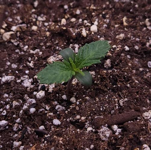Night Owl LSO/Organics !. Week 1 - Chem 'N' Kush (Day 4)