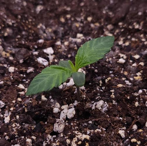 Night Owl LSO/Organics !. Week 1 - Instant Classik (Day 4)