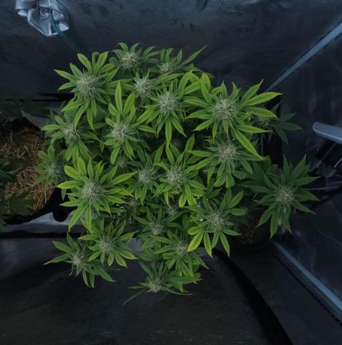 Butterbean Birdseed - Fast Flowering LSO. Week 13 - UBC Chemo (Day 99)