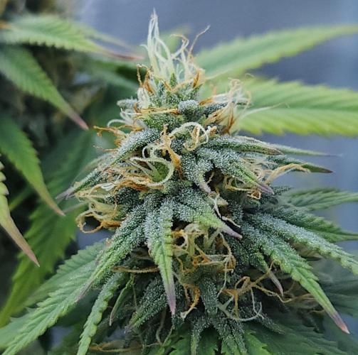 Butterbean Birdseed - Fast Flowering LSO. Week 13 - UBC Chemo (Day 99)