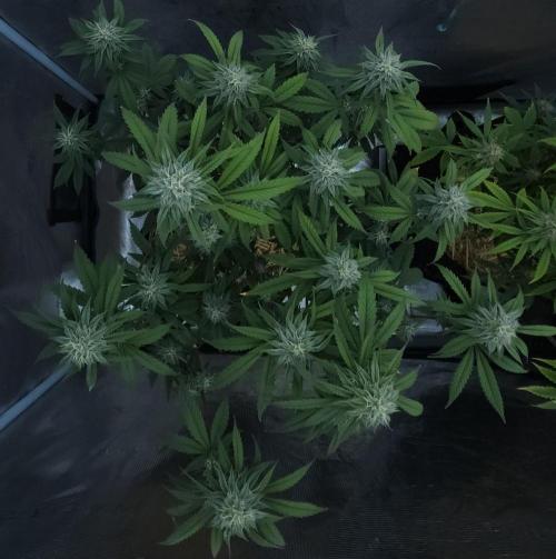 Butterbean Birdseed - Fast Flowering LSO. Week 13 - Faster Master (Day 90)