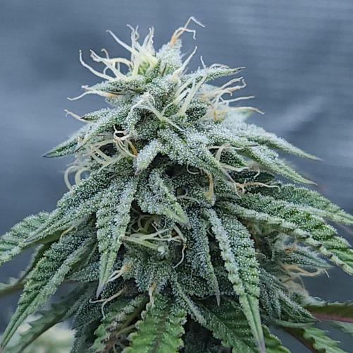 Butterbean Birdseed - Fast Flowering LSO. Week 13 - Faster Master (Day 90)