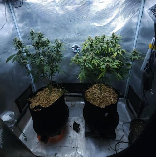 Butterbean Birdseed - Fast Flowering LSO. Week 13 - 05/04/26