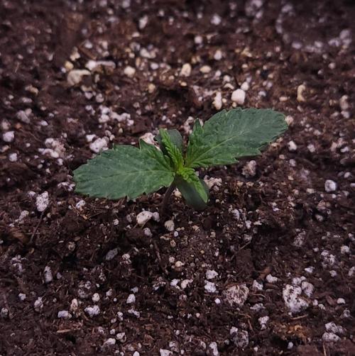 Night Owl LSO/Organics !. Week 1 - Chem 'N' Kush (Day 5)