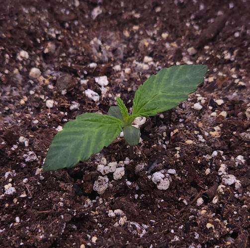 Night Owl LSO/Organics !. Week 1 - Instant Classik (Day 5)
