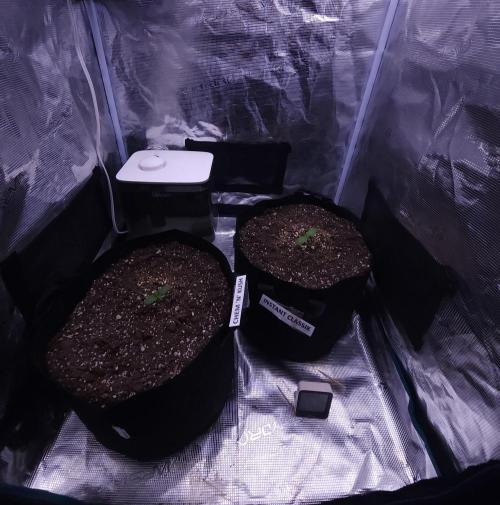 Night Owl LSO/Organics !. Week 1 - 05/05/26