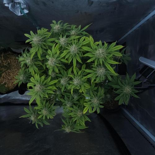 Butterbean Birdseed - Fast Flowering LSO. Week 14 - UBC Chemo (Day 100)