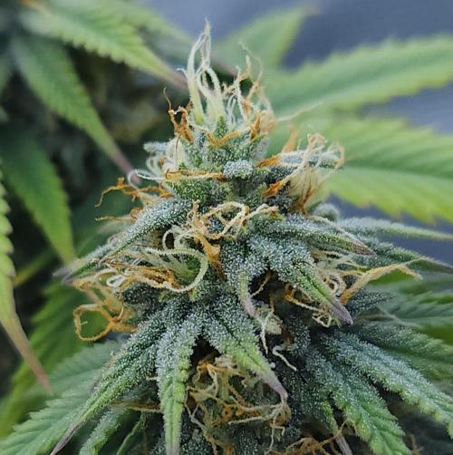 Butterbean Birdseed - Fast Flowering LSO. Week 14 - UBC Chemo (Day 100)