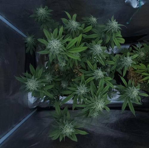 Butterbean Birdseed - Fast Flowering LSO. Week 14 - Faster Master (Day 91)