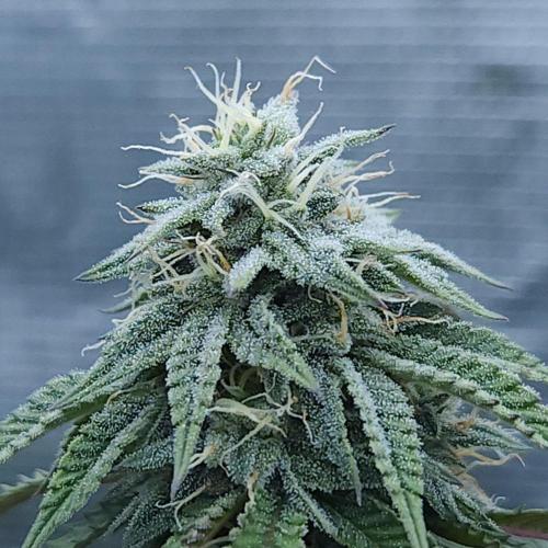Butterbean Birdseed - Fast Flowering LSO. Week 14 - Faster Master (Day 91)