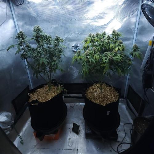 Butterbean Birdseed - Fast Flowering LSO. Week 14 - 05/05/26