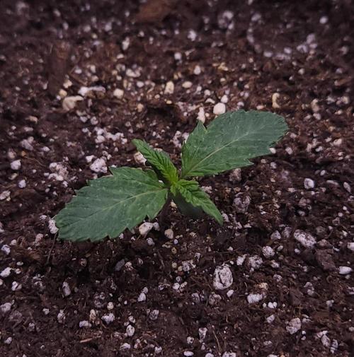 Night Owl LSO/Organics !. Week 1 - Chem 'N' Kush (Day 6)