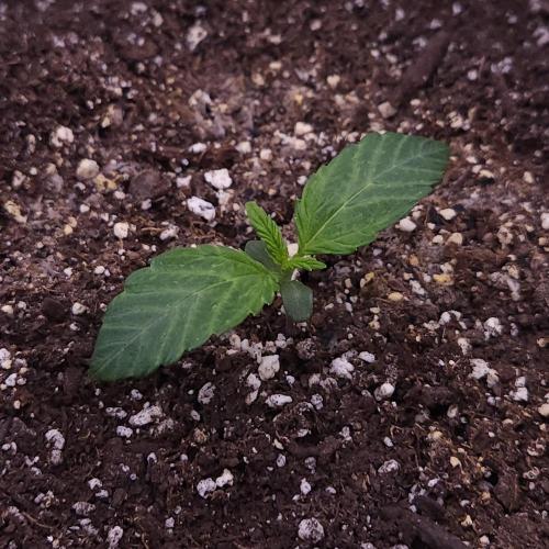 Night Owl LSO/Organics !. Week 1 - Instant Classik (Day 6)