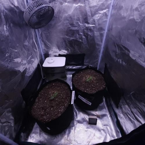 Night Owl LSO/Organics !. Week 1 - 05/06/26