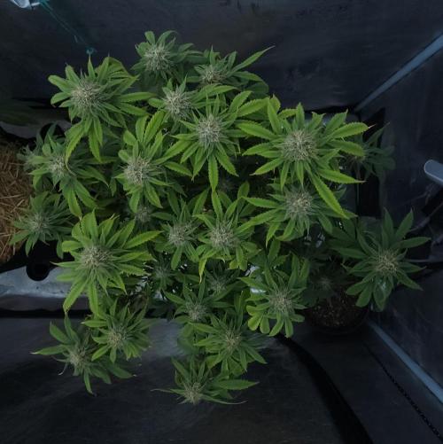 Butterbean Birdseed - Fast Flowering LSO. Week 14 - UBC Chemo (Day 101)