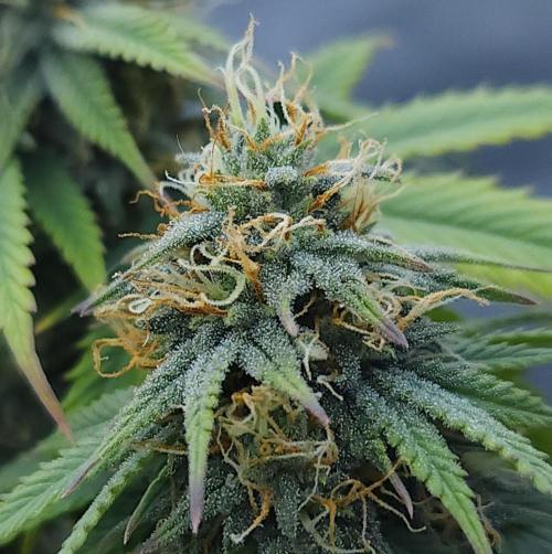 Butterbean Birdseed - Fast Flowering LSO. Week 14 - UBC Chemo (Day 101)