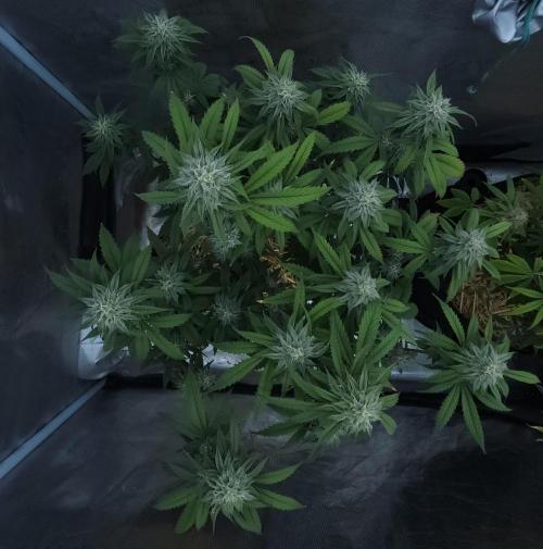 Butterbean Birdseed - Fast Flowering LSO. Week 14 - Faster Master (Day 92)