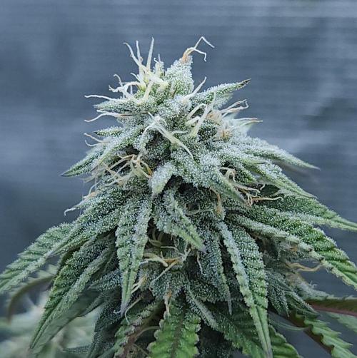 Butterbean Birdseed - Fast Flowering LSO. Week 14 - Faster Master (Day 92)