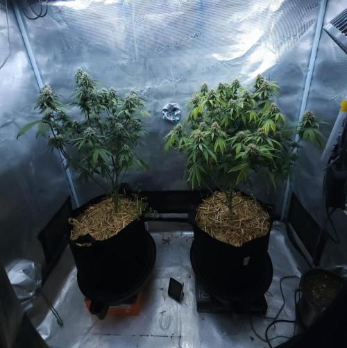 Butterbean Birdseed - Fast Flowering LSO. Week 14 - 05/06/26