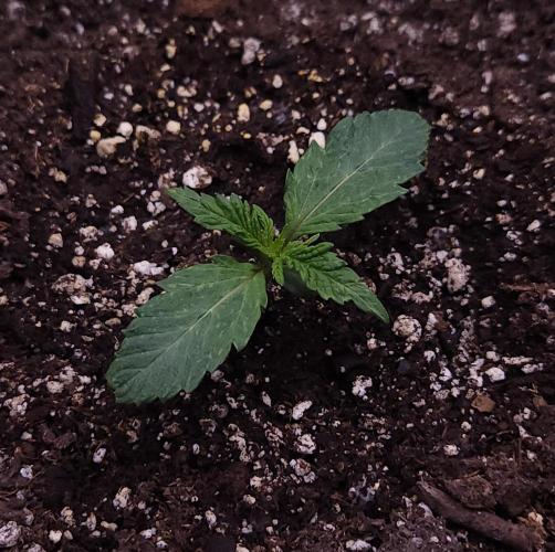 Night Owl LSO/Organics !. Week 1 - Chem 'N' Kush (Day 7)