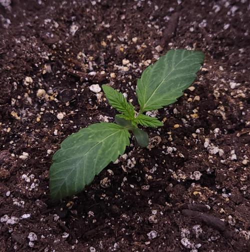 Night Owl LSO/Organics !. Week 1 - Instant Classik (Day 7)