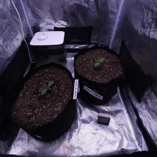 Night Owl LSO/Organics !. Week 1 - 05/07/26