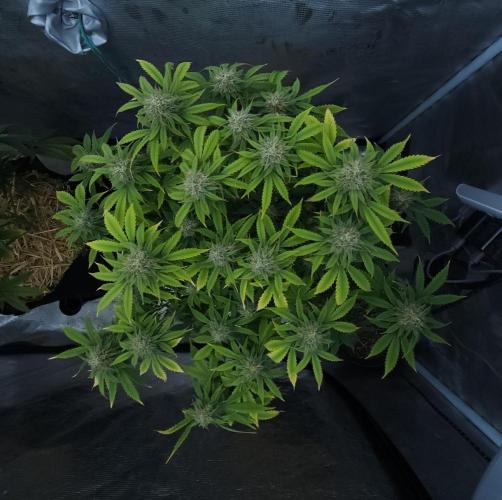 Butterbean Birdseed - Fast Flowering LSO. Week 14 - UBC Chemo (Day 102)