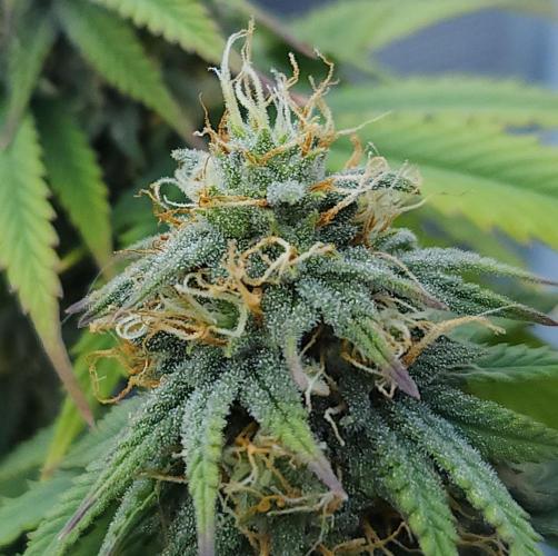 Butterbean Birdseed - Fast Flowering LSO. Week 14 - UBC Chemo (Day 102)