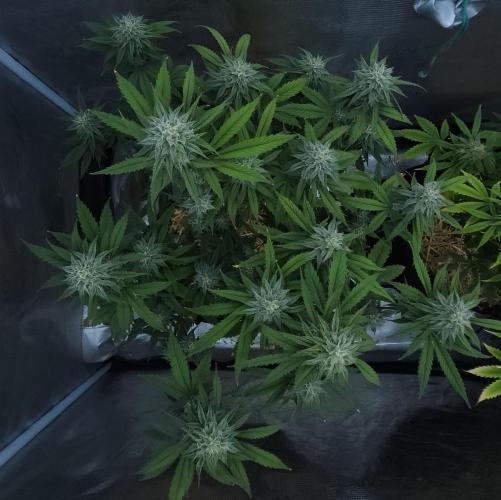 Butterbean Birdseed - Fast Flowering LSO. Week 14 - Faster Master (Day 93)