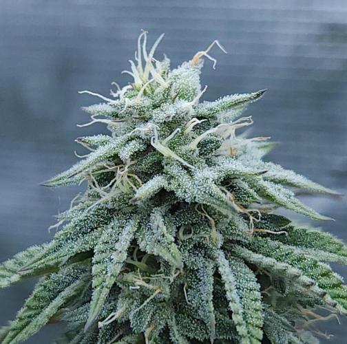 Butterbean Birdseed - Fast Flowering LSO. Week 14 - Faster Master (Day 93)
