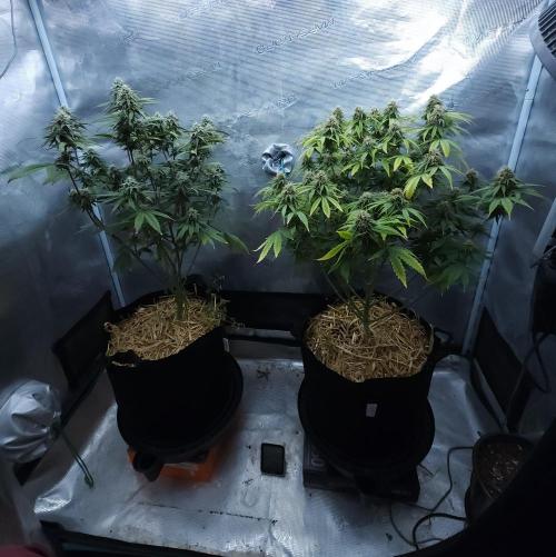 Butterbean Birdseed - Fast Flowering LSO. Week 14 - 05/07/26