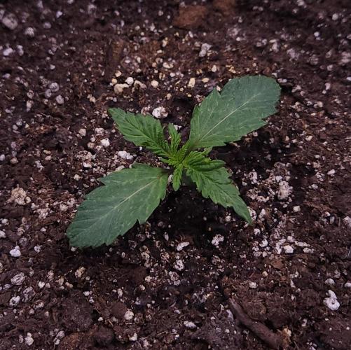 Night Owl LSO/Organics !. Week 2 - Chem 'N' Kush (Day 8)