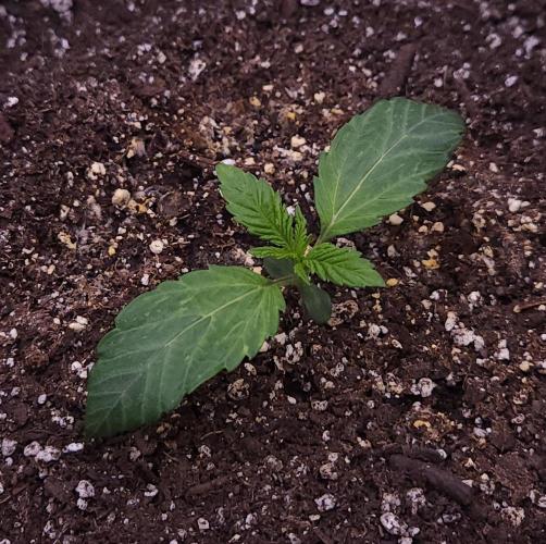 Night Owl LSO/Organics !. Week 2 - Instant Classik (Day 8)