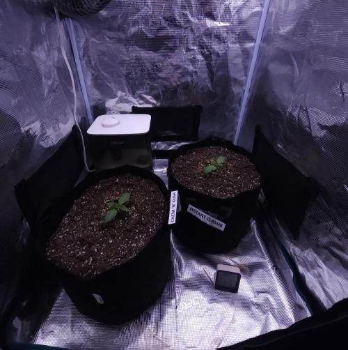 Night Owl LSO/Organics !. Week 2 - 05/08/26