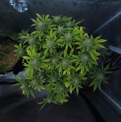 Butterbean Birdseed - Fast Flowering LSO. Week 14 - UBC Chemo (Day 103)
