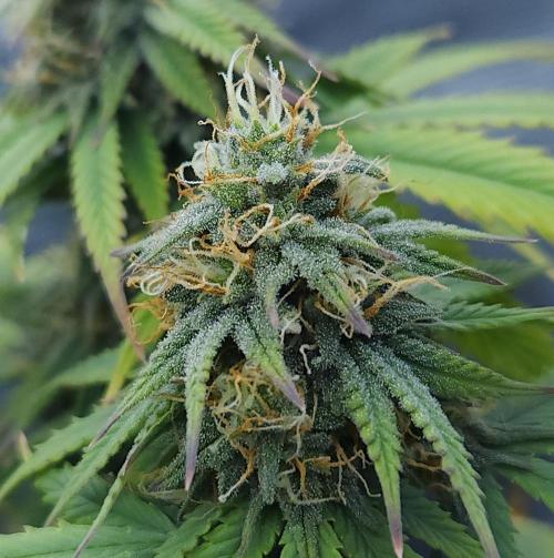 Butterbean Birdseed - Fast Flowering LSO. Week 14 - UBC Chemo (Day 103)